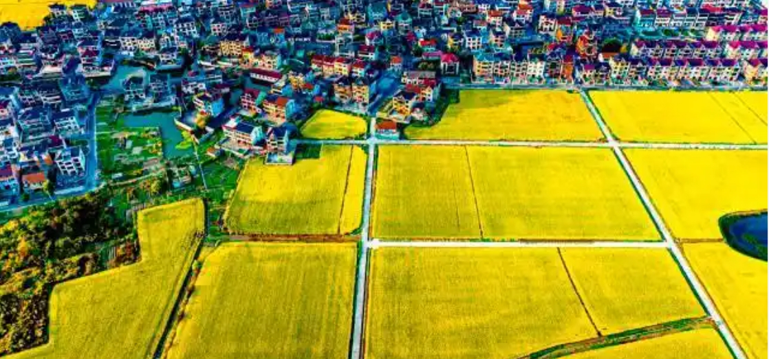 ������Խ���������ֵ���ƽ���´�ǧĶ�����û���ũ����Ƭ������Ŀ